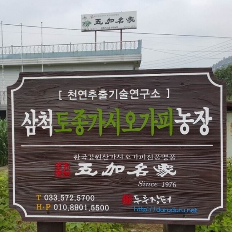 삼척몰,[근덕농협] 가시오가피 상쾌차 티백 강원 삼척(단품:티백 15개입)