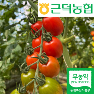 [근덕농협] 무농약 대추방울토마토 2kg