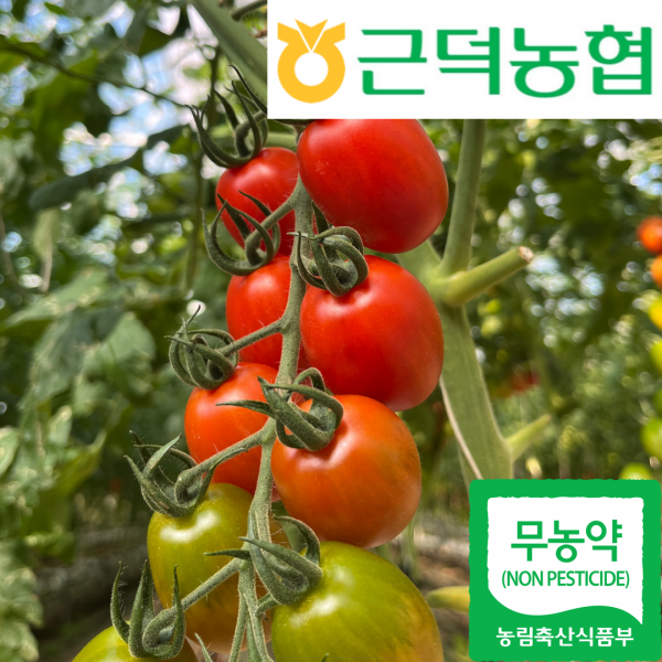 [근덕농협] 무농약 대추방울토마토 2kg 강원 삼척