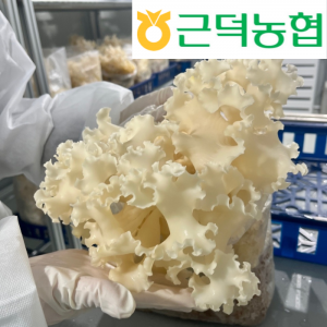 [근덕농협] 꽃송이버섯 500g 1kg 강원 삼척