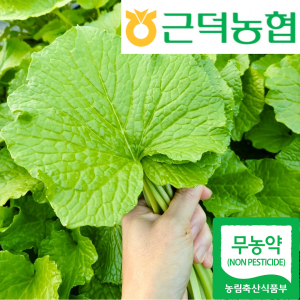 [근덕농협] 고추냉이 잎 1kg 친환경 무농약 강원 삼척