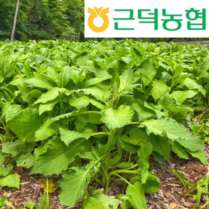 강원더몰,[근덕농협] 곤드레 생채 4kg