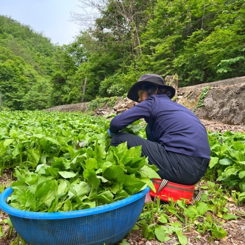 강원더몰,[근덕농협] 곤드레 생채 4kg