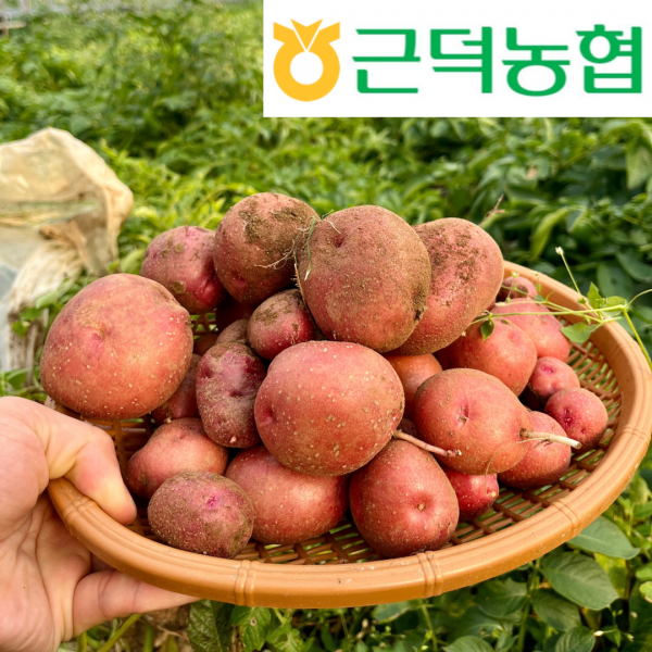 [근덕농협] 2025년 강원도 햇감자 홍감자 자색감자 자미 카스테라감자 서홍 5kg 10kg 20kg
