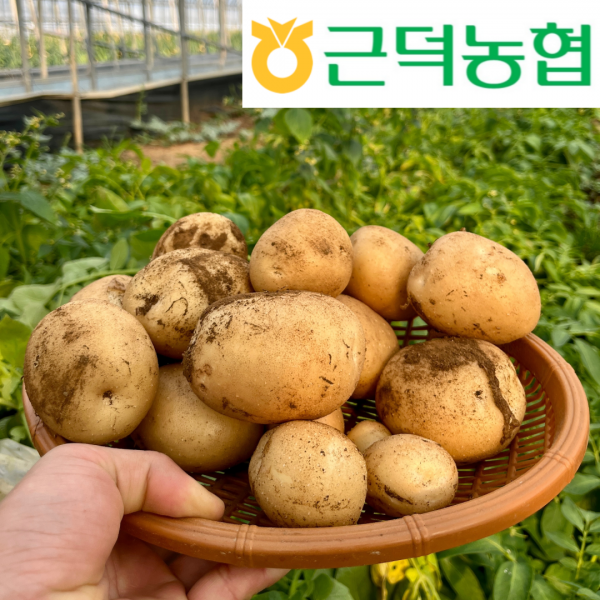 [근덕농협] 2025년 강원도 햇감자 수미 두백 풍농 5kg 10kg 20kg