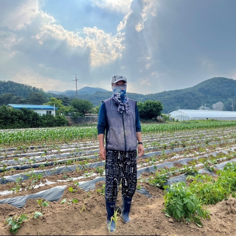 삼척몰,[근덕농협] 강원도 햇감자 수미 두백 분감자 5kg 10kg 20kg