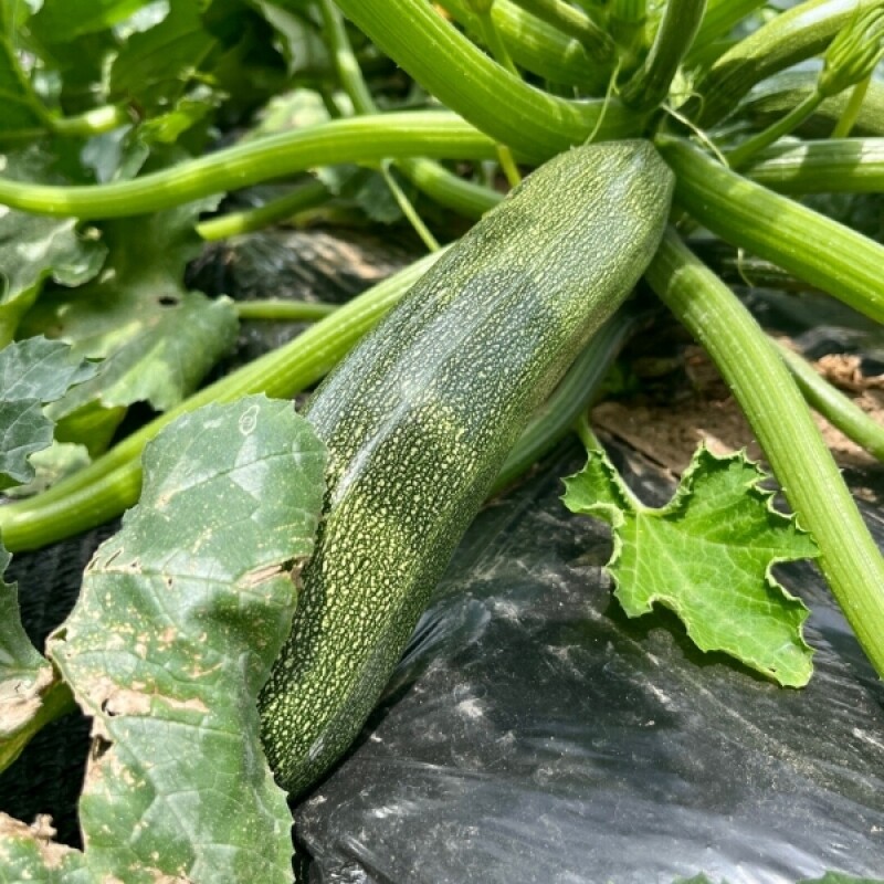 강원더몰,[근덕농협] 쥬키니호박 주키니 2kg 4개입