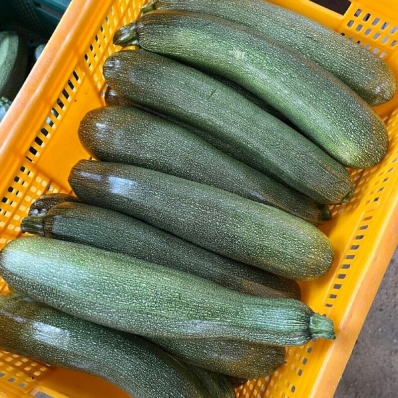 강원더몰,[근덕농협] 쥬키니호박 주키니 2kg 4개입