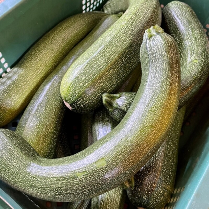 강원더몰,[근덕농협] 쥬키니호박 주키니 2kg 4개입