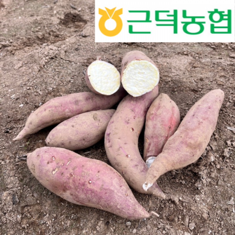 강원더몰,[근덕농협] 강원도 삼척 밤 꿀 자색 고구마 5kg