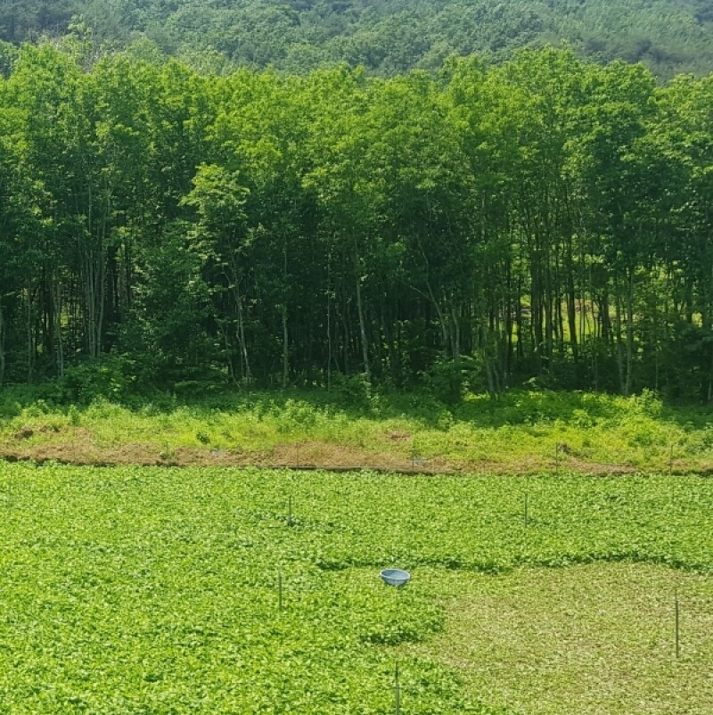 강원더몰,[라이브특가] 강원도 삼척 건곤드레 300g